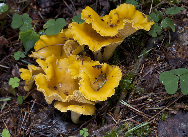 Cantharellus cibarius